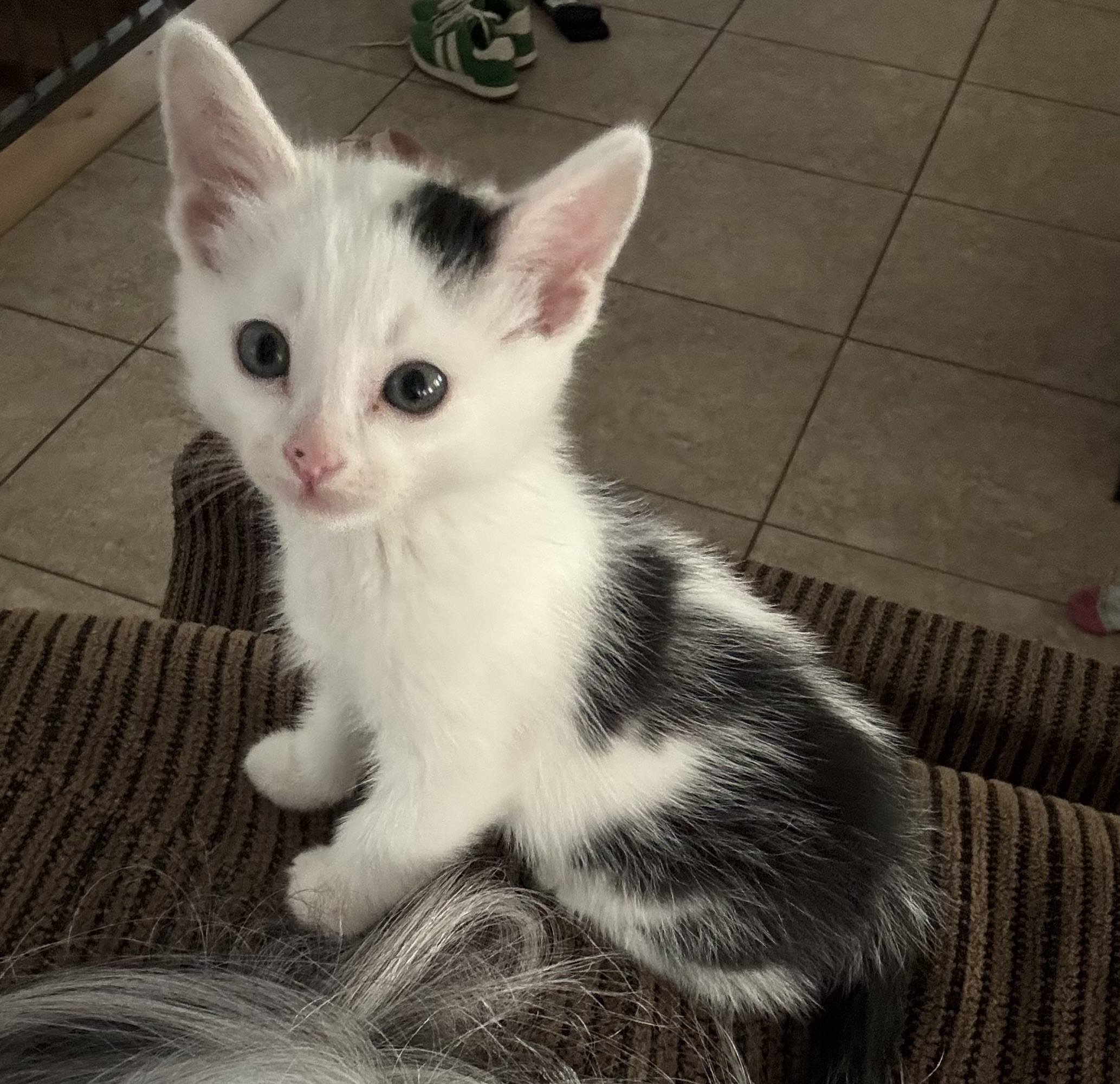 Picture of the Animal Listed