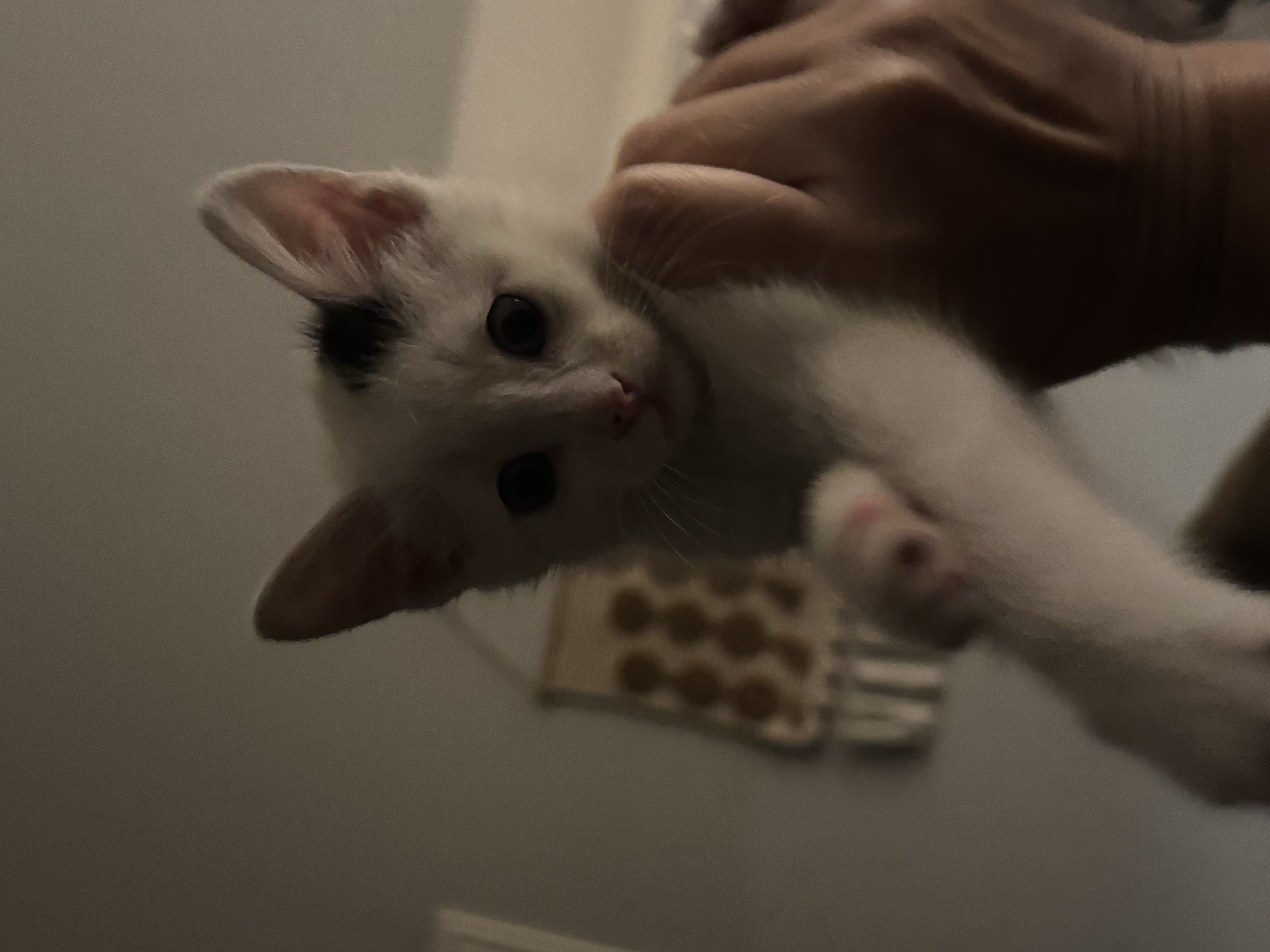 Picture of the Animal Listed