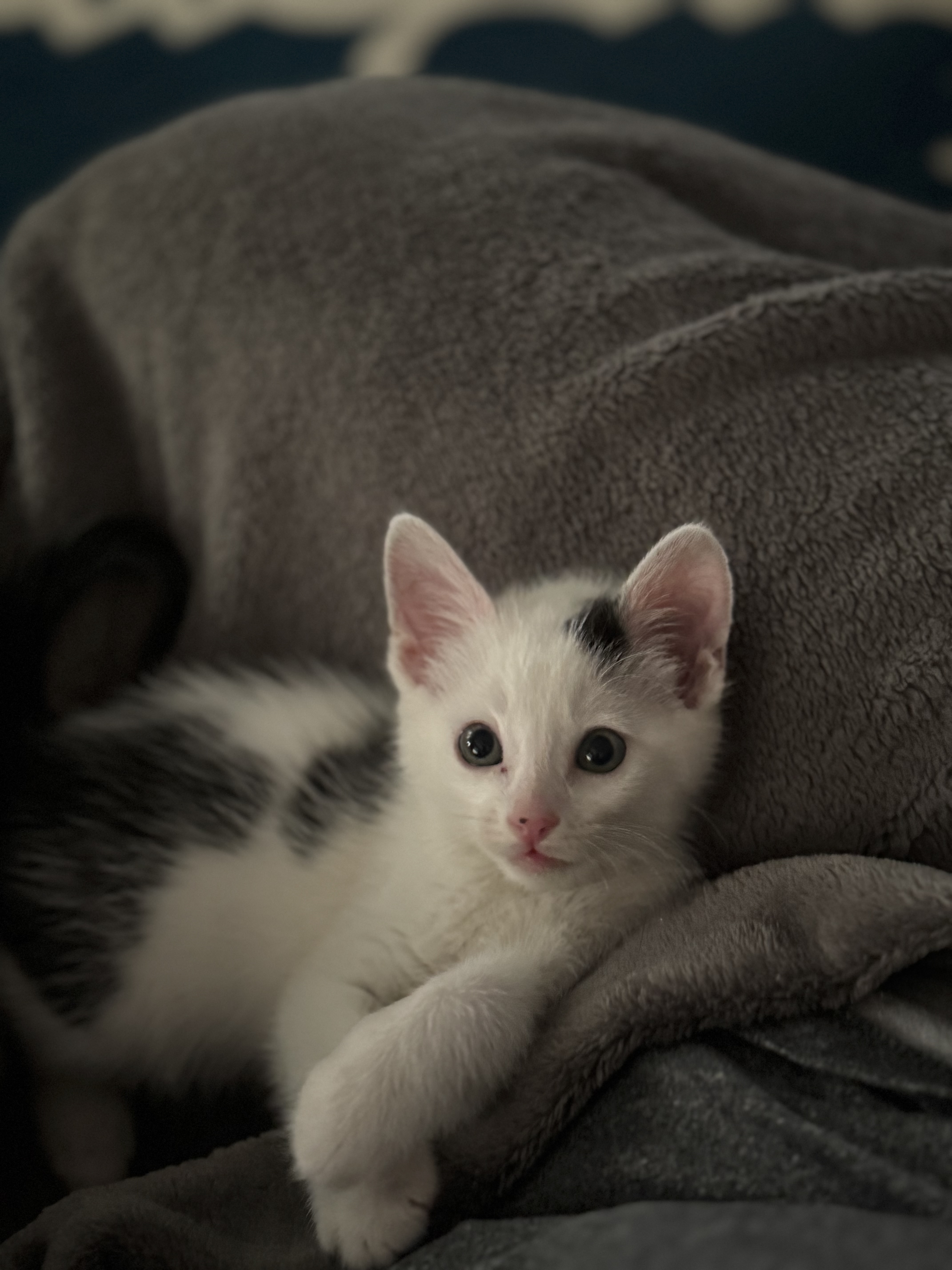 Picture of the Animal Listed