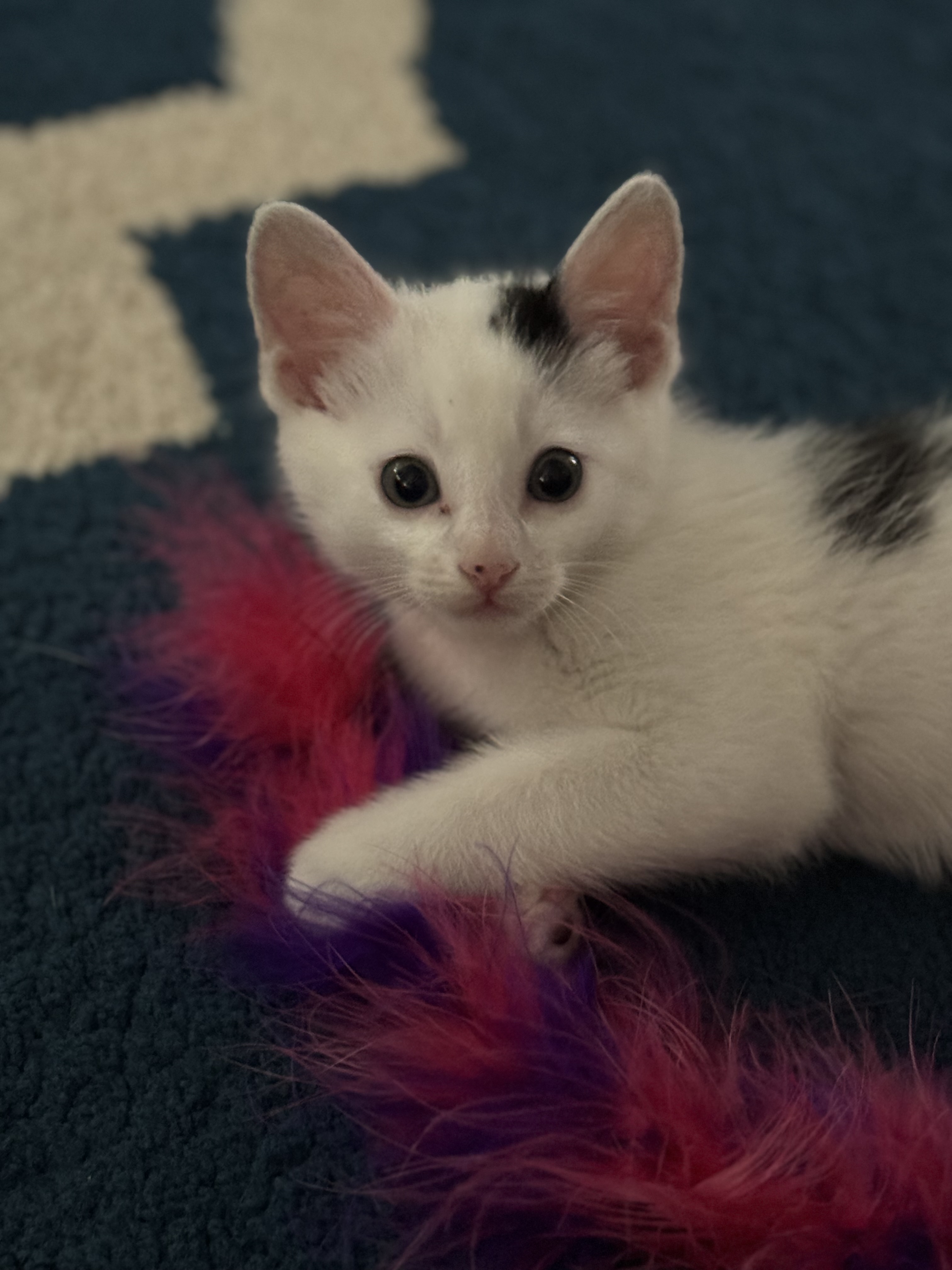 Picture of the Animal Listed