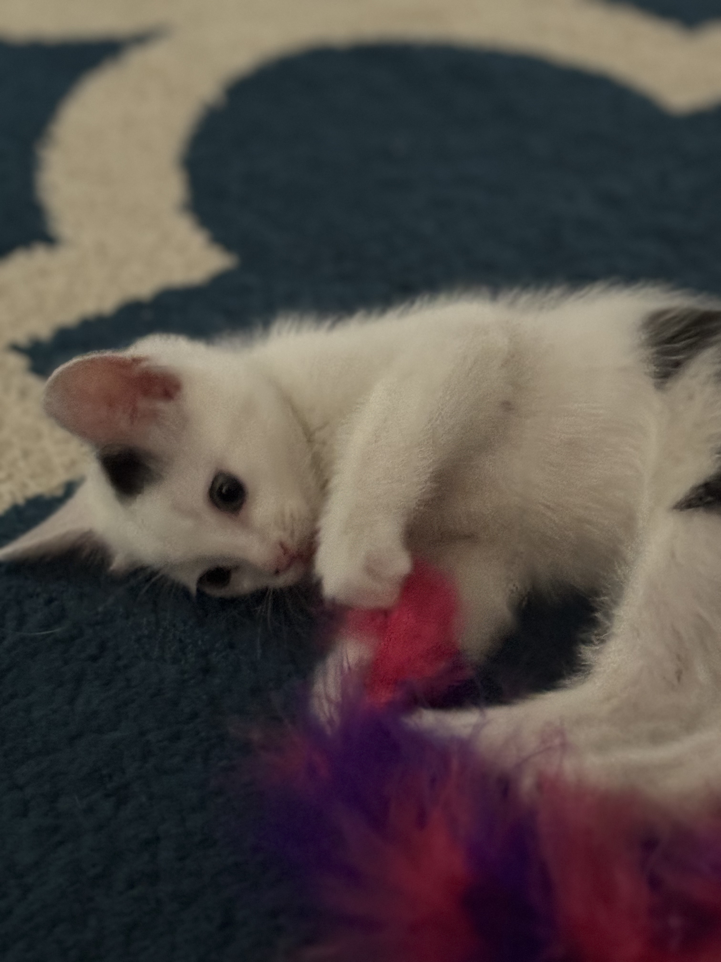 Picture of the Animal Listed