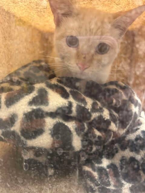 Picture of the Animal Listed