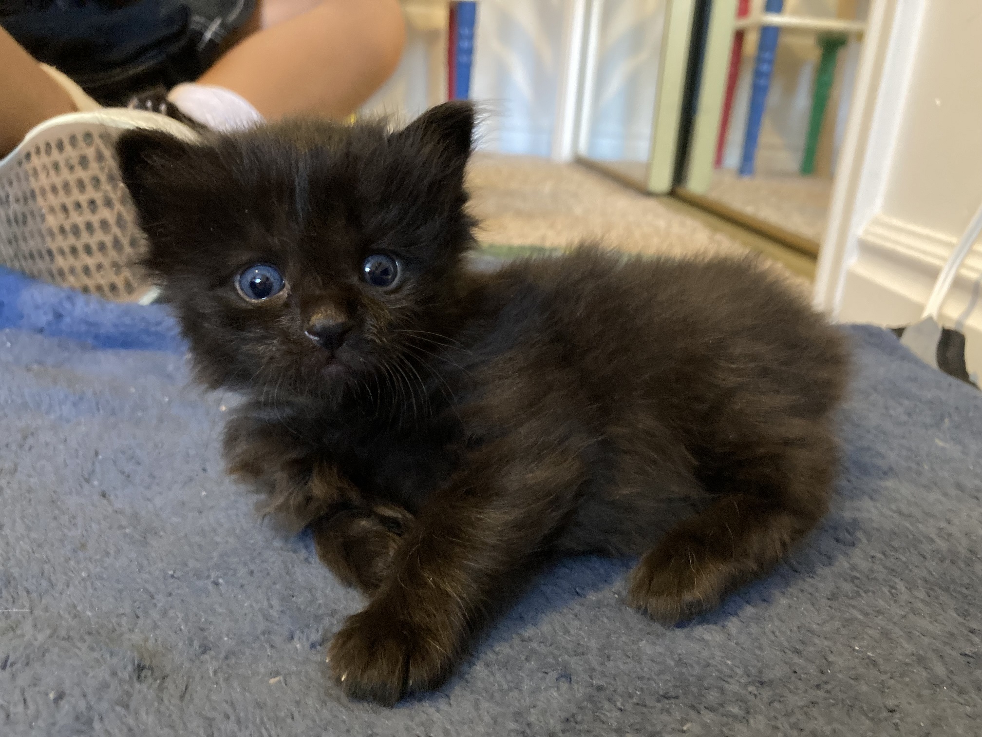 Picture of the Animal Listed