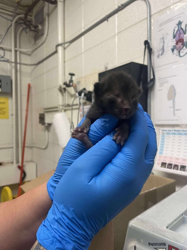 Picture of the Animal Listed