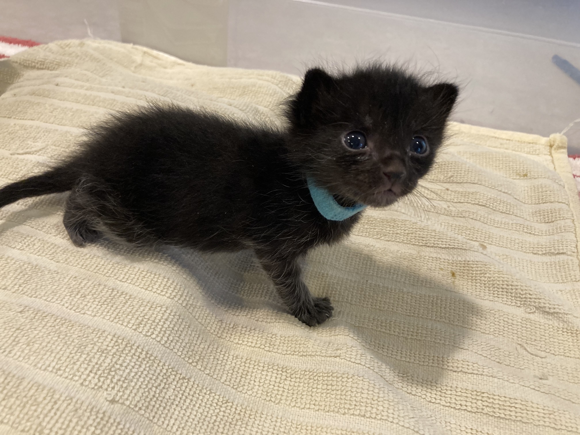 Picture of the Animal Listed