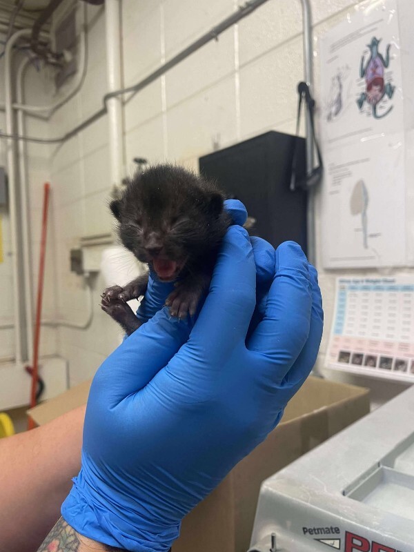 Picture of the Animal Listed