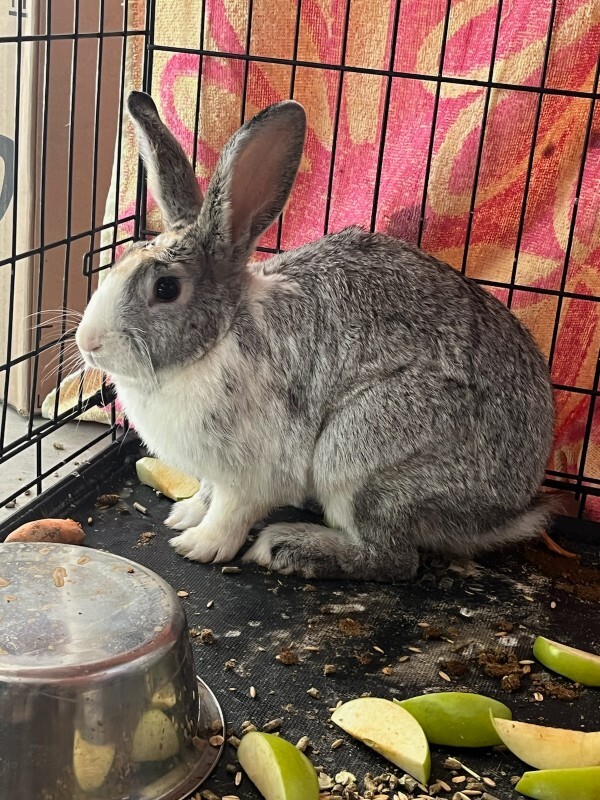 Picture of the Animal Listed