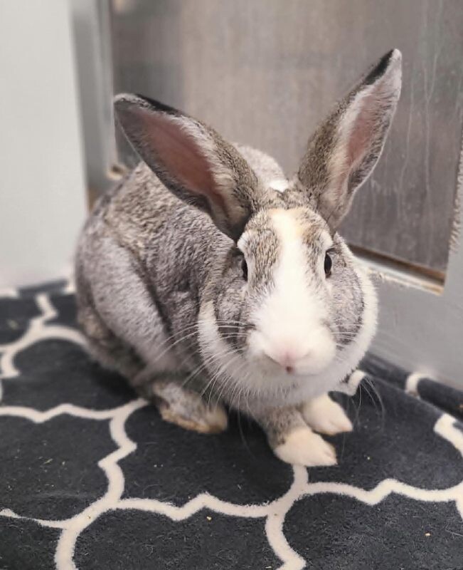 Picture of the Animal Listed