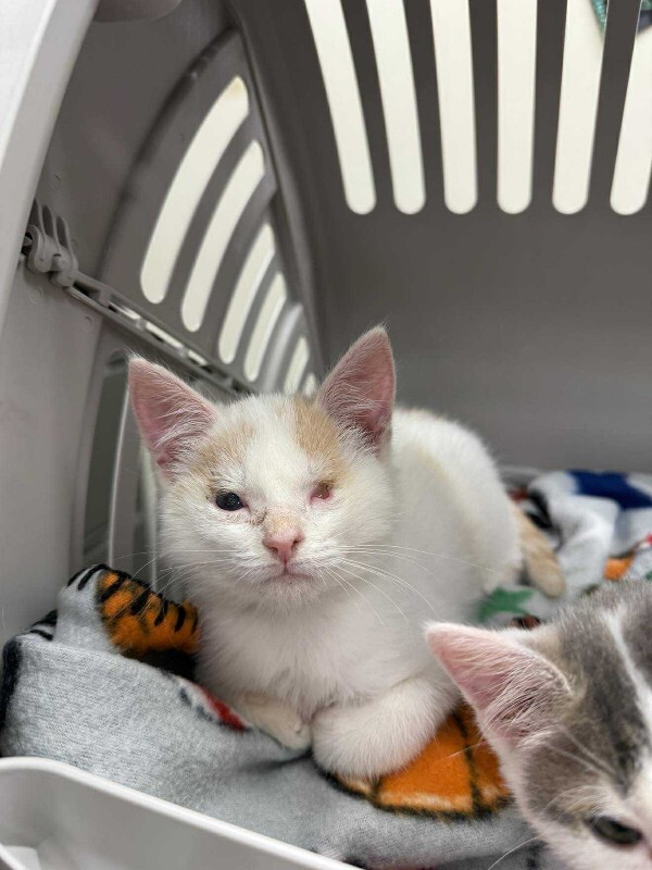 Picture of the Animal Listed