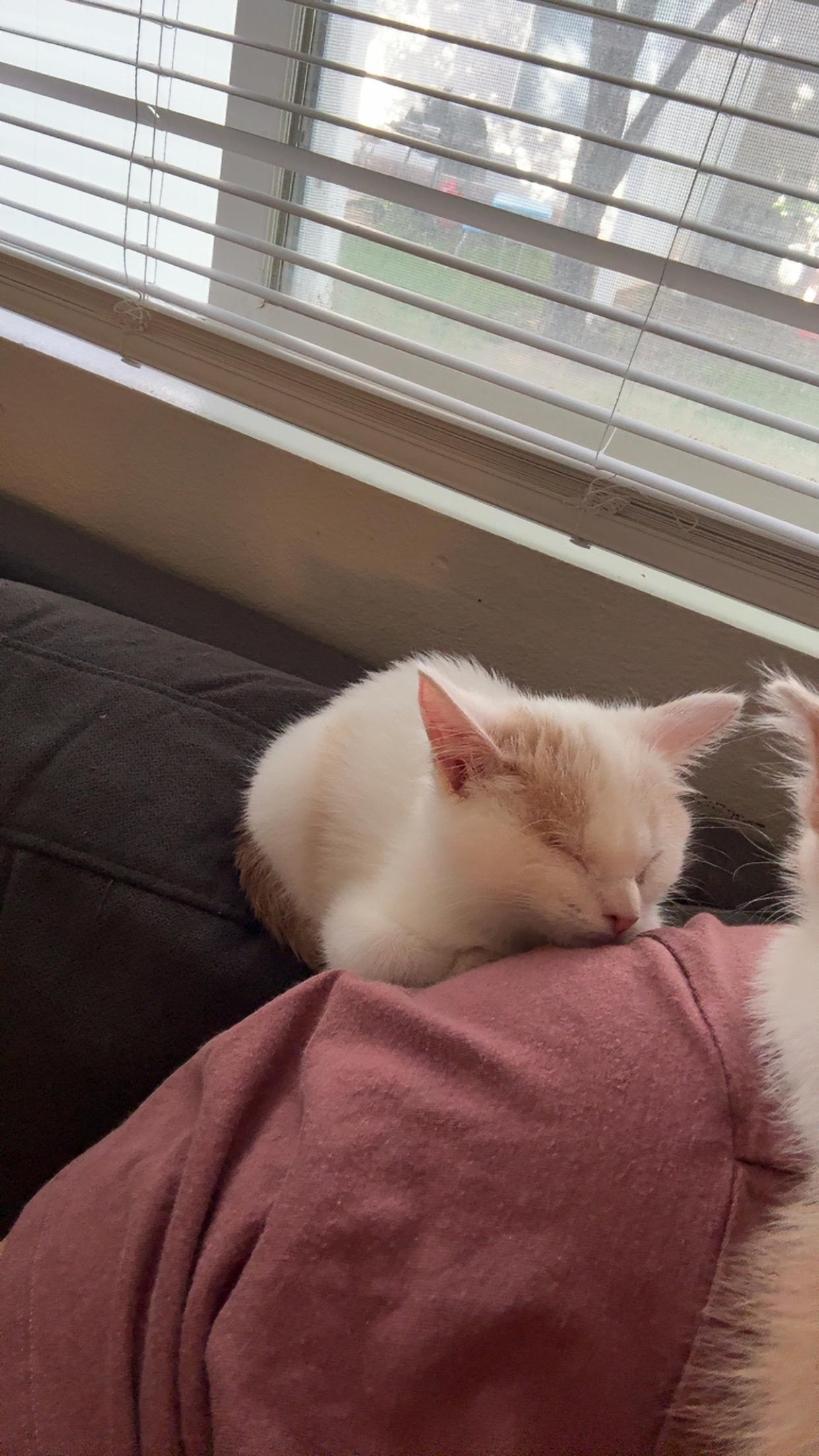 Picture of the Animal Listed