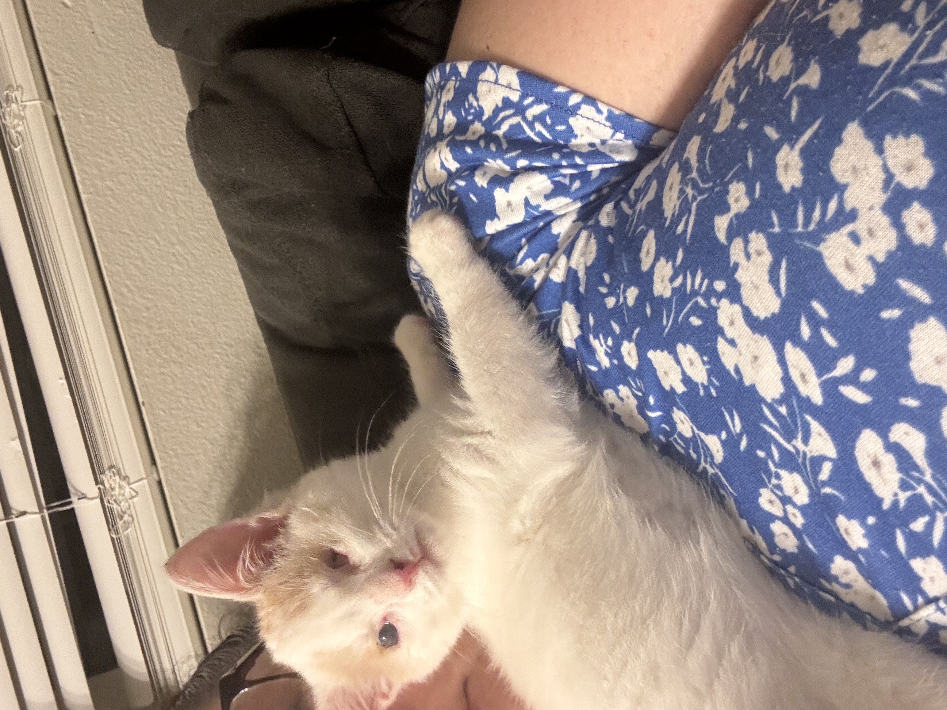 Picture of the Animal Listed