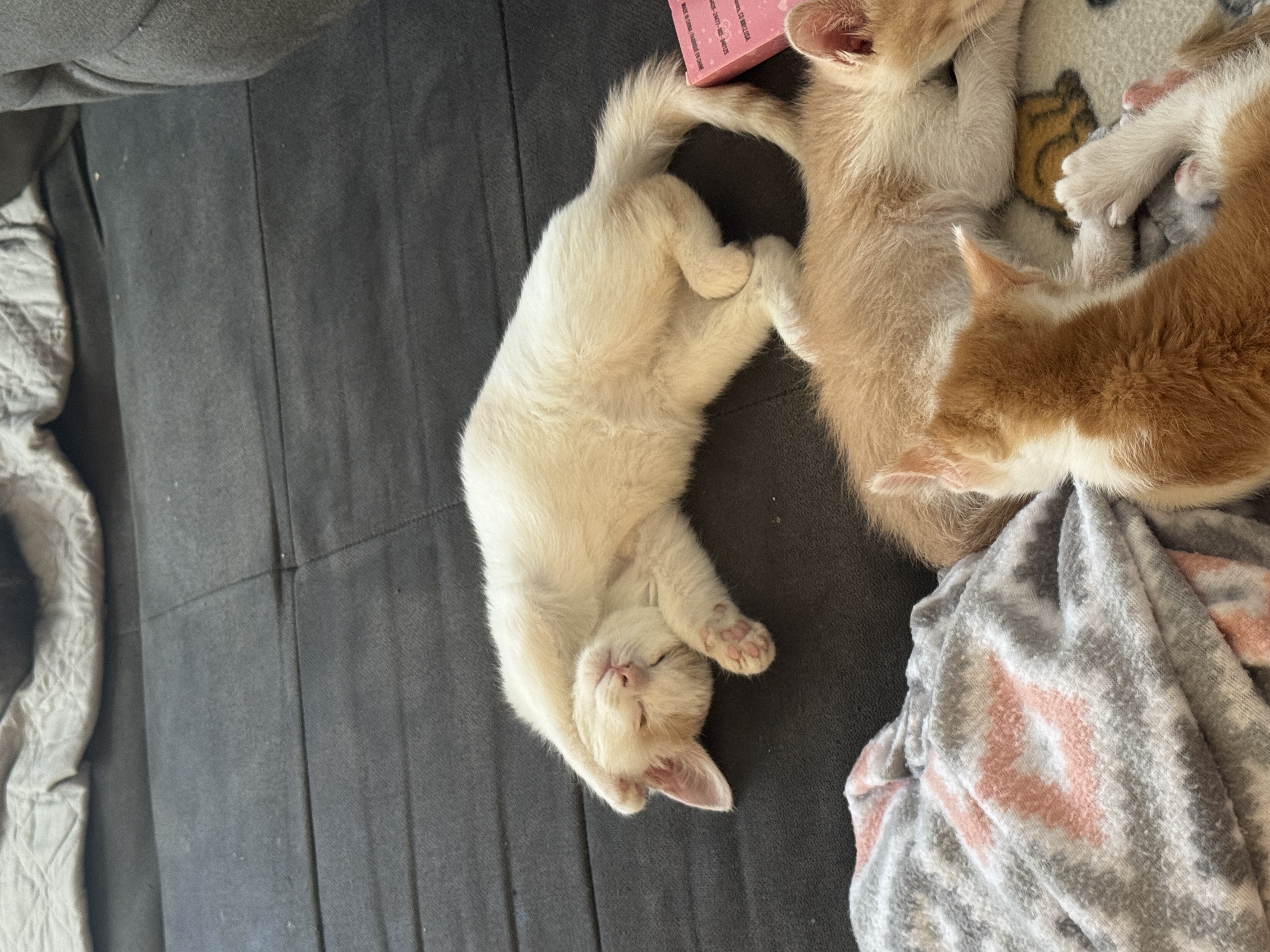 Picture of the Animal Listed