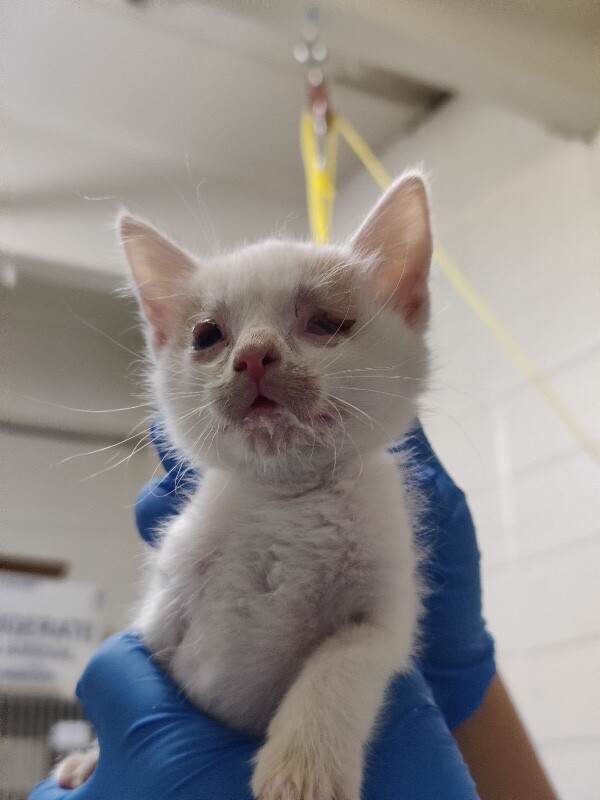 Picture of the Animal Listed