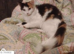 Picture of the Animal Listed