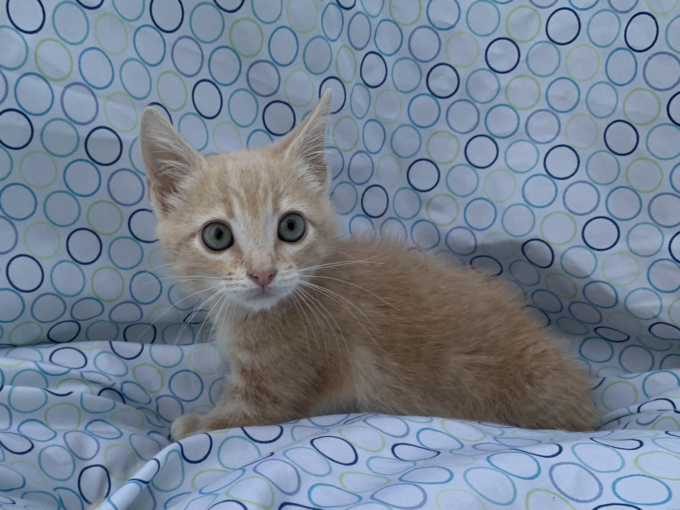 Picture of the Animal Listed