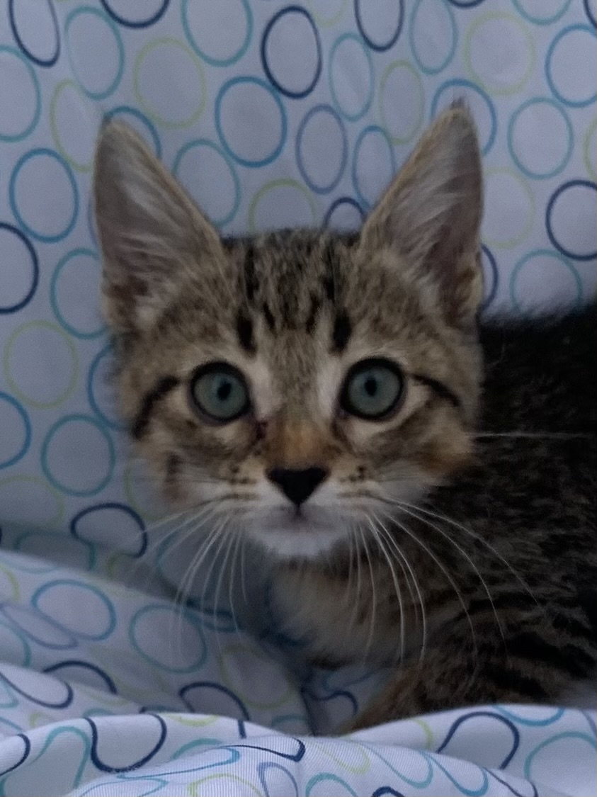 Picture of the Animal Listed