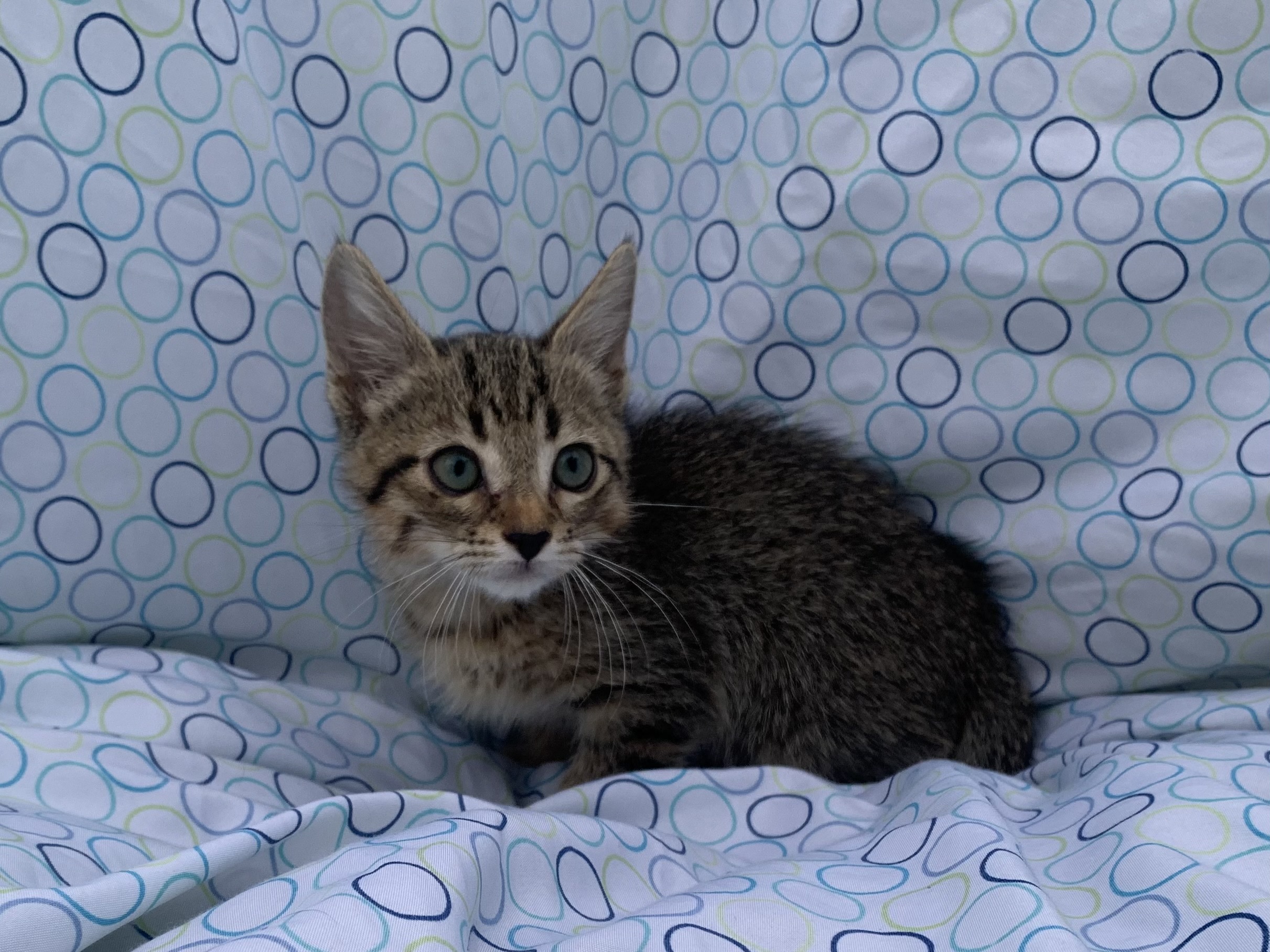 Picture of the Animal Listed