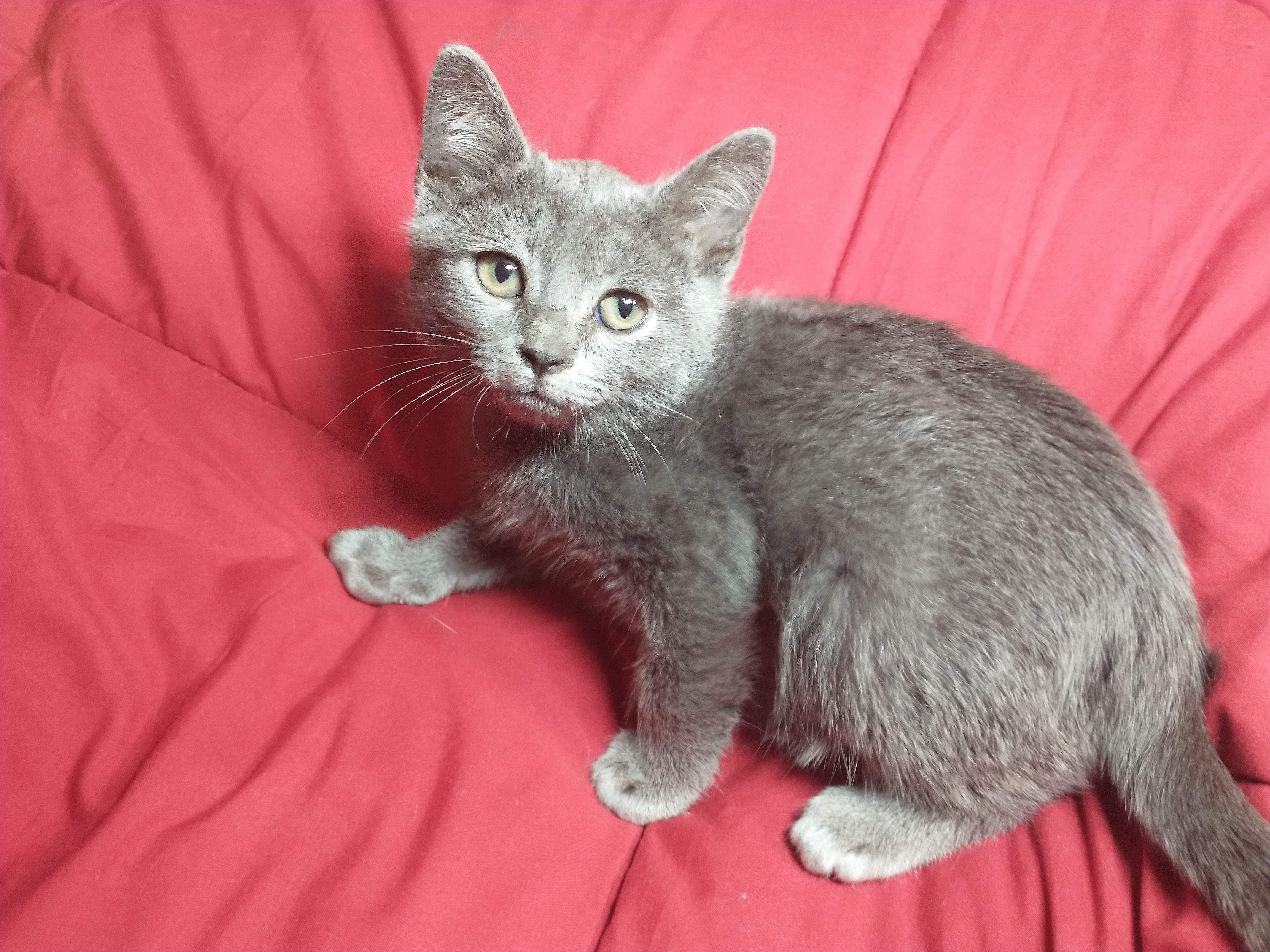 Picture of the Animal Listed