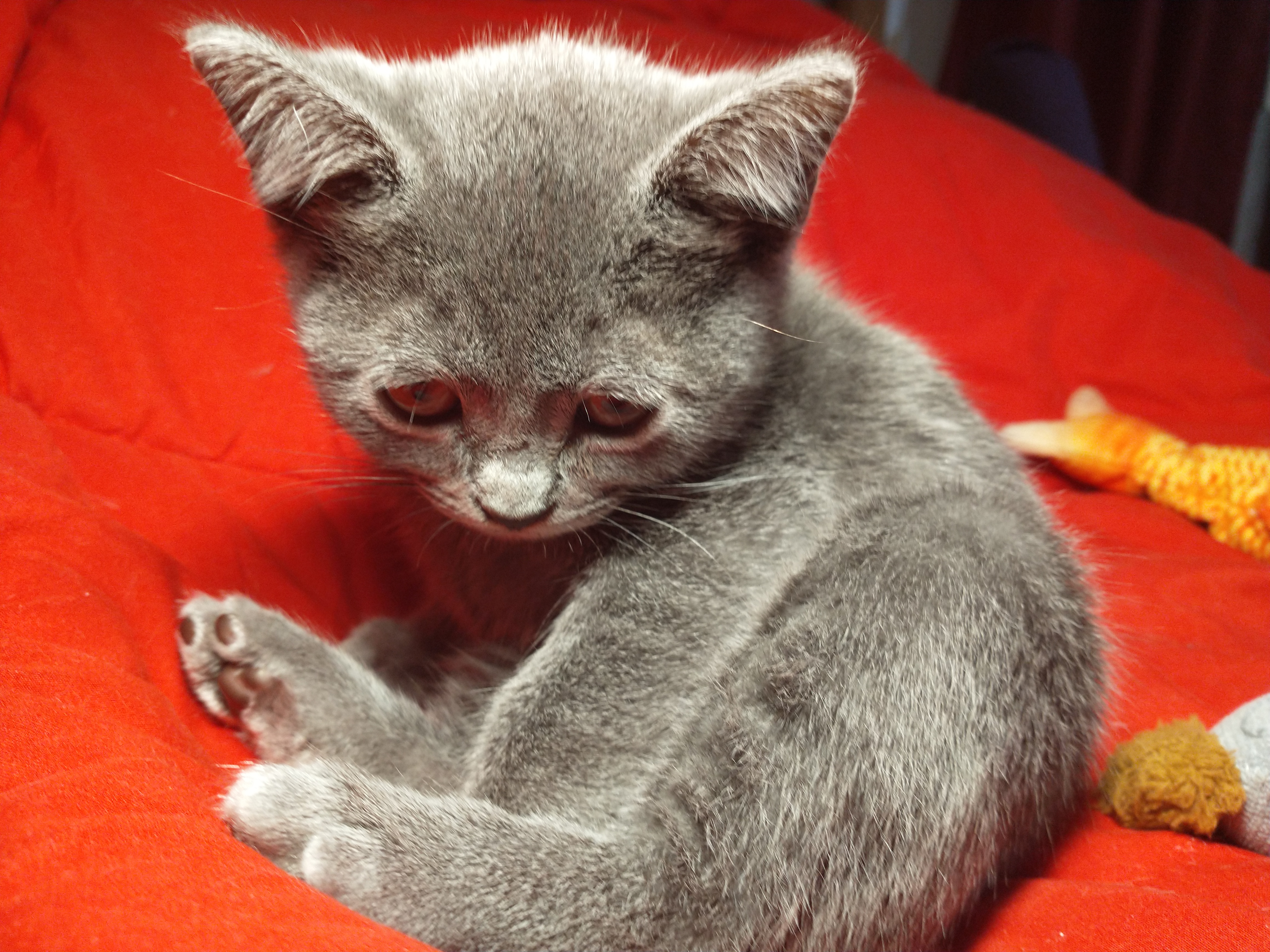 Picture of the Animal Listed
