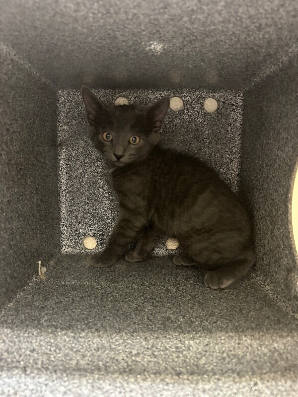 Picture of the Animal Listed
