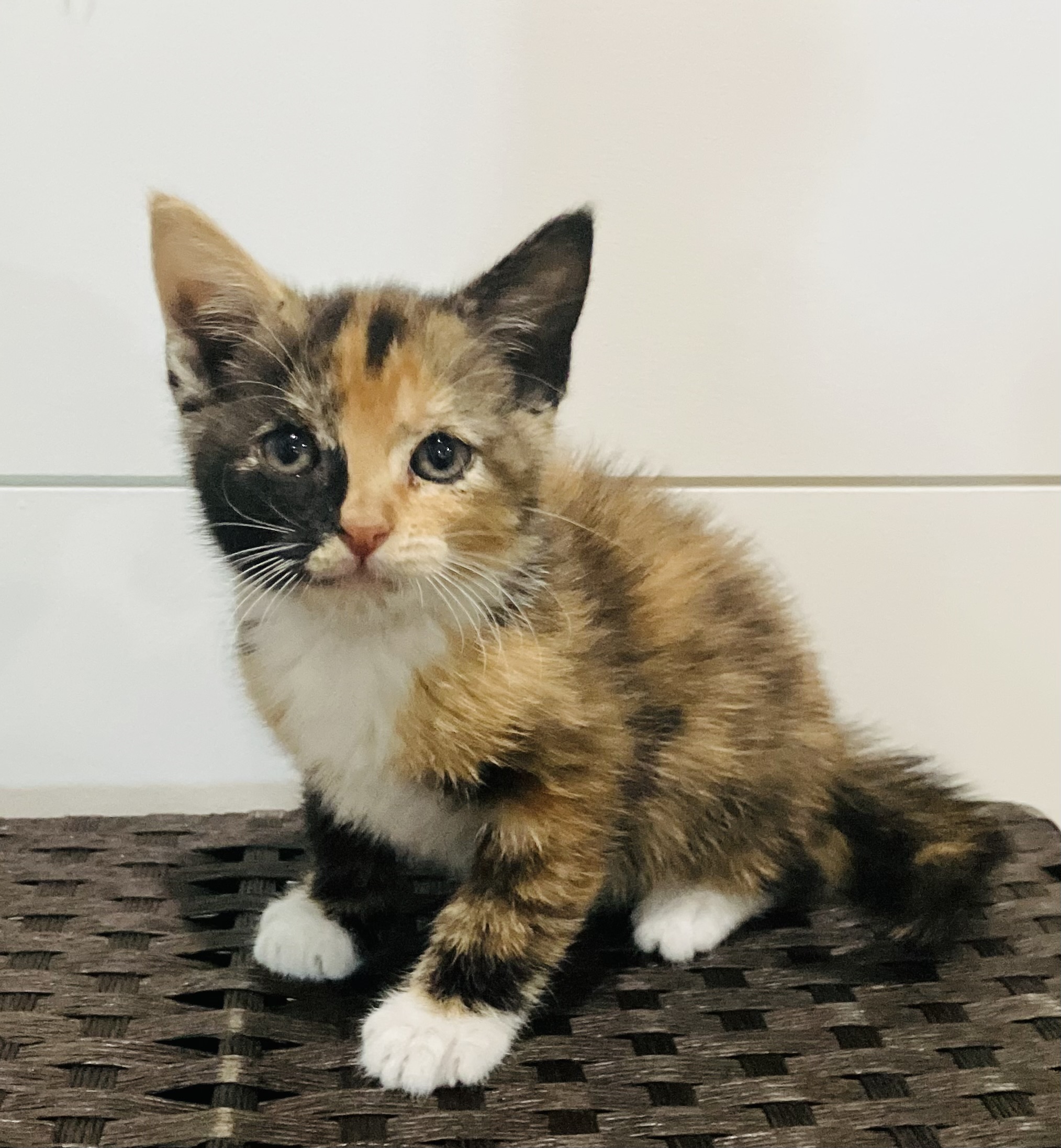 Picture of the Animal Listed