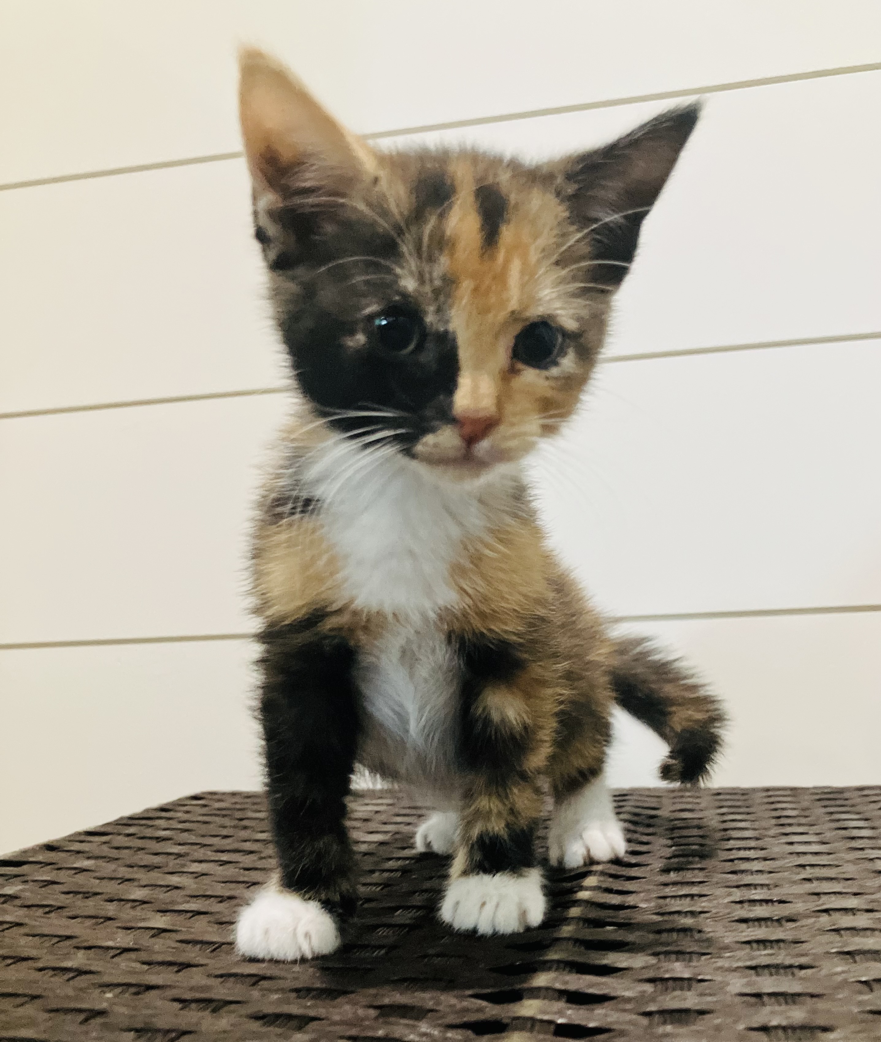 Picture of the Animal Listed