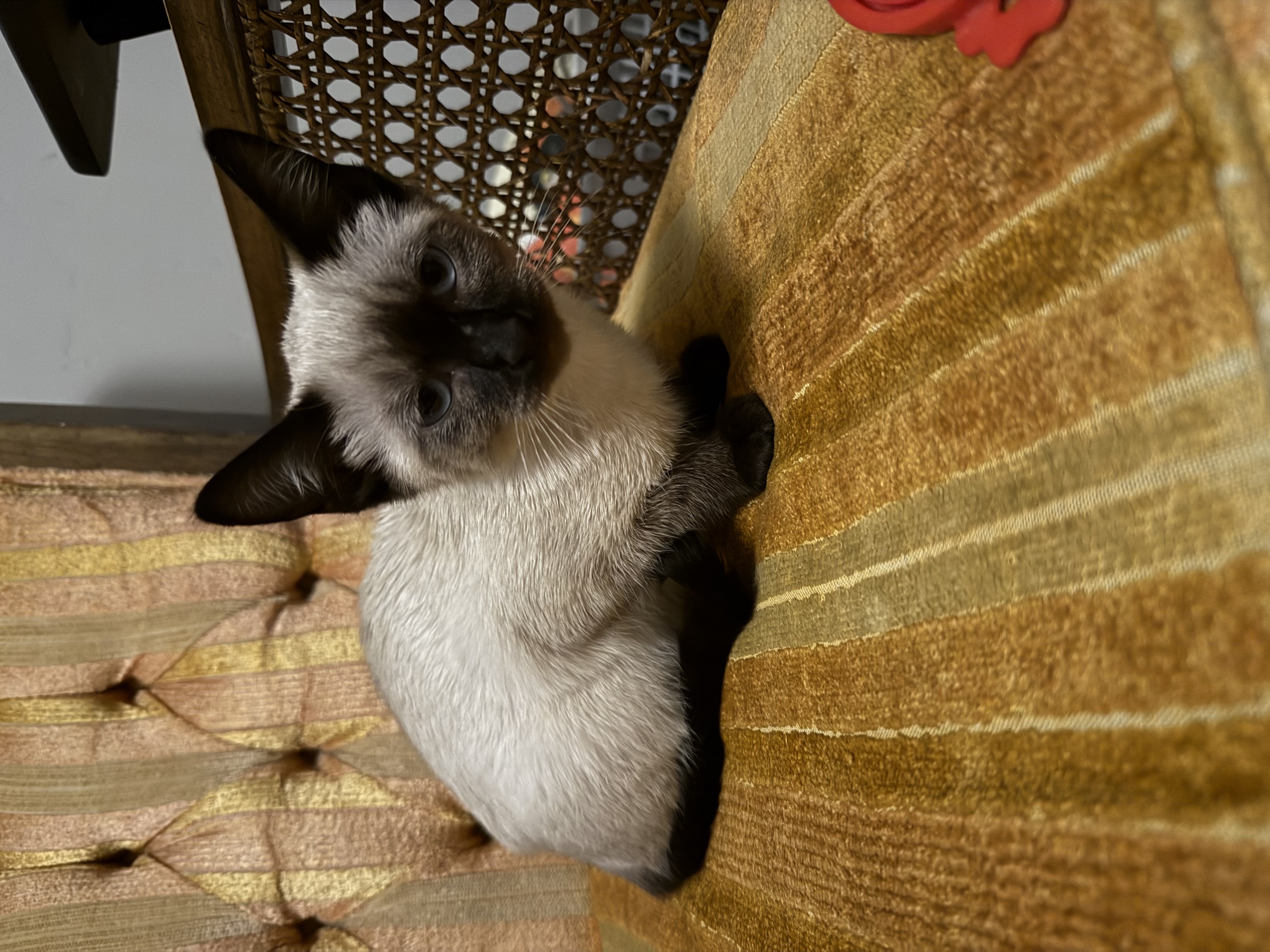 Picture of the Animal Listed