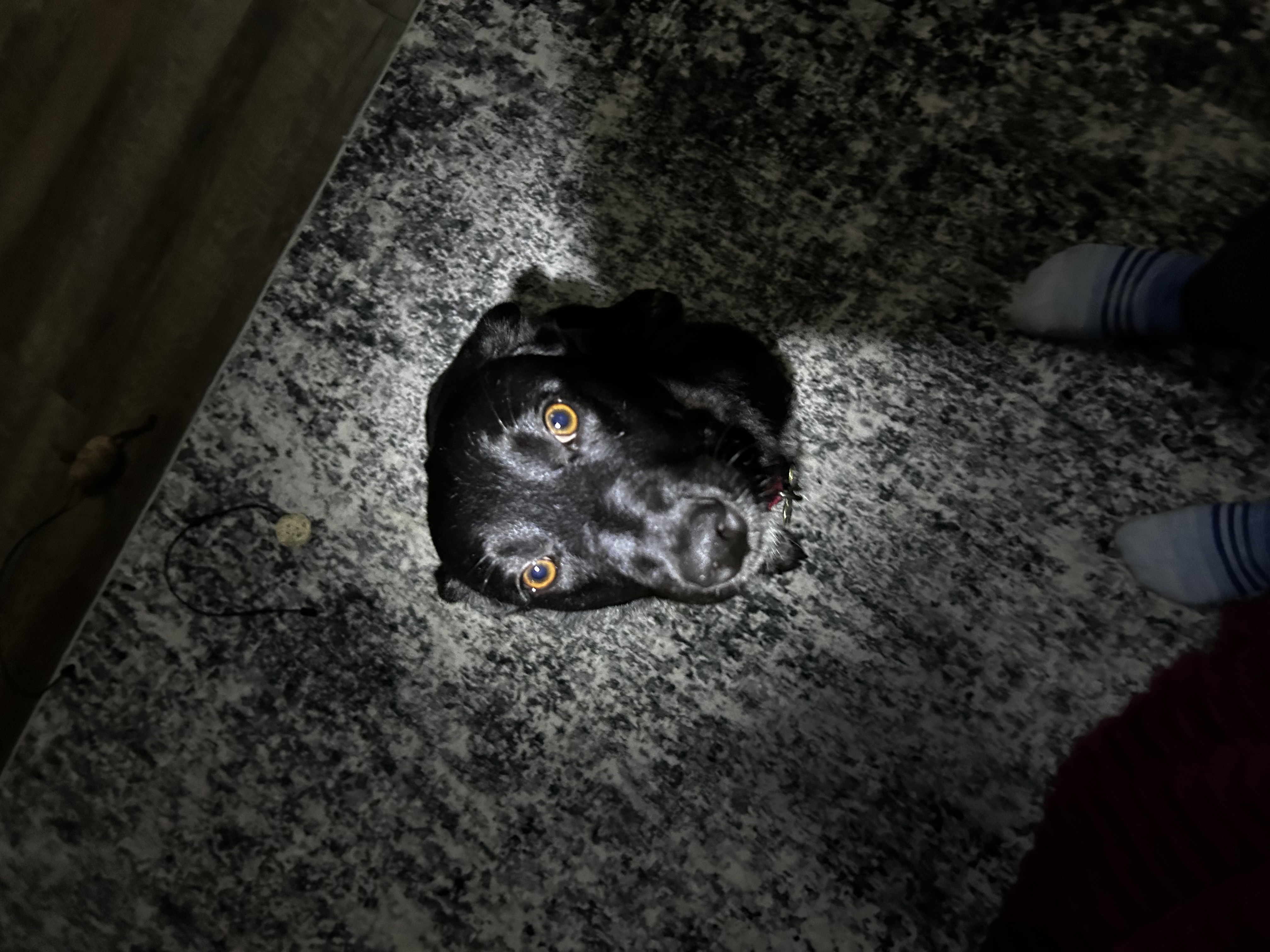 Picture of the Animal Listed