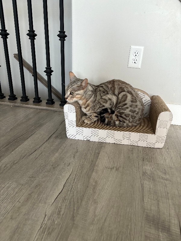 Picture of the Animal Listed