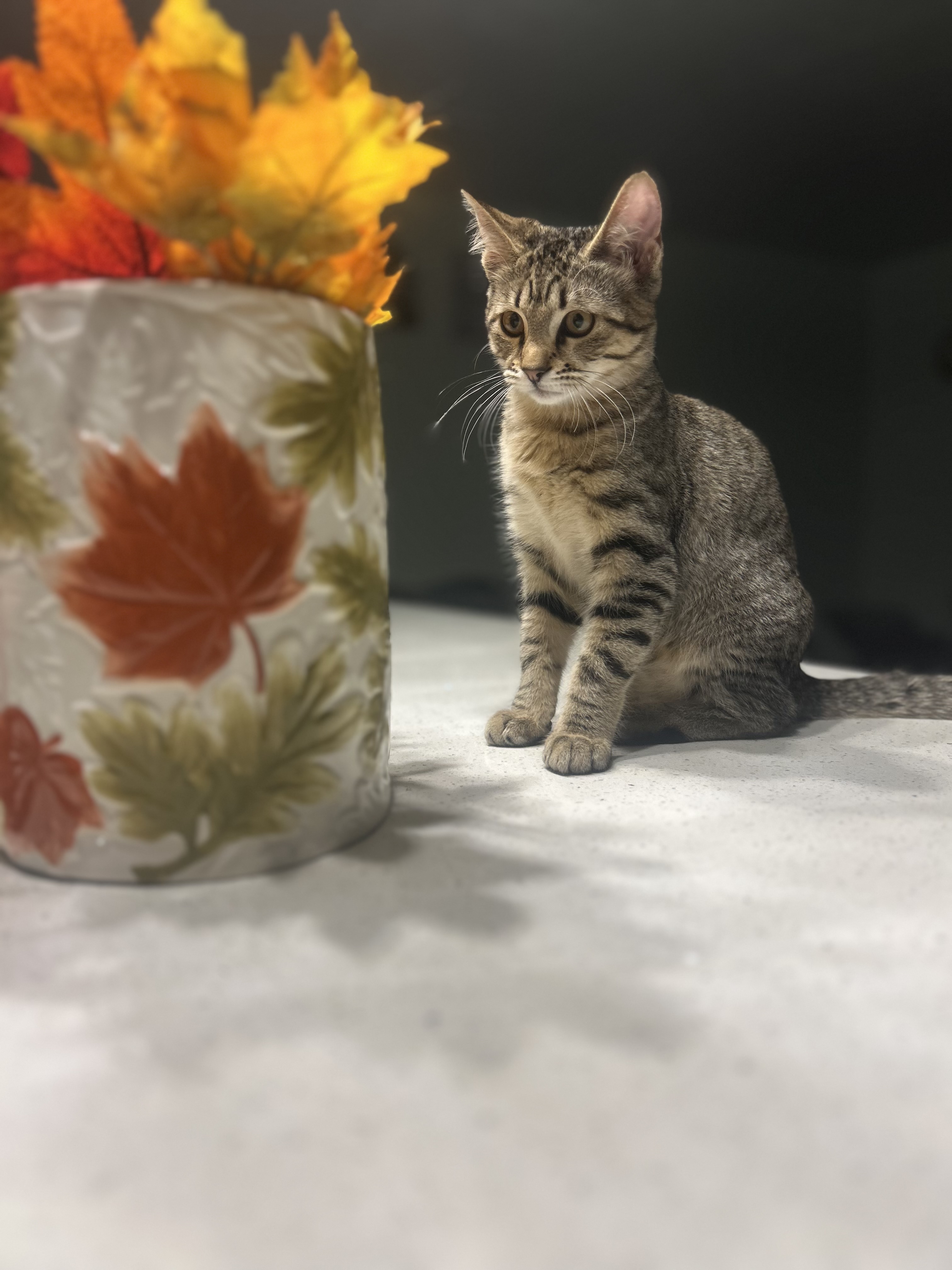 Picture of the Animal Listed
