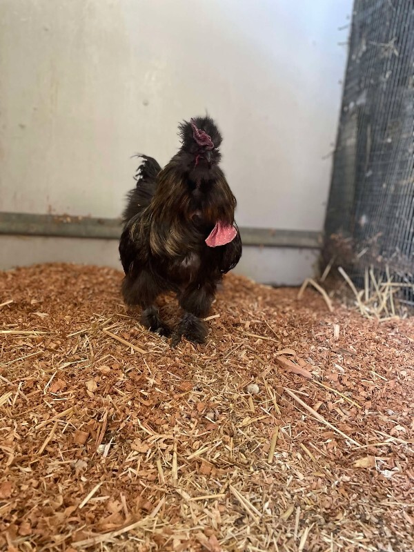 Picture of the Animal Listed