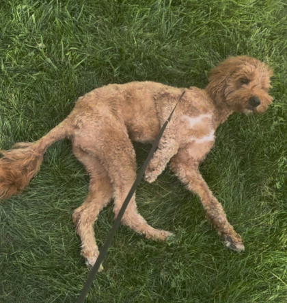 Picture of the Animal Listed