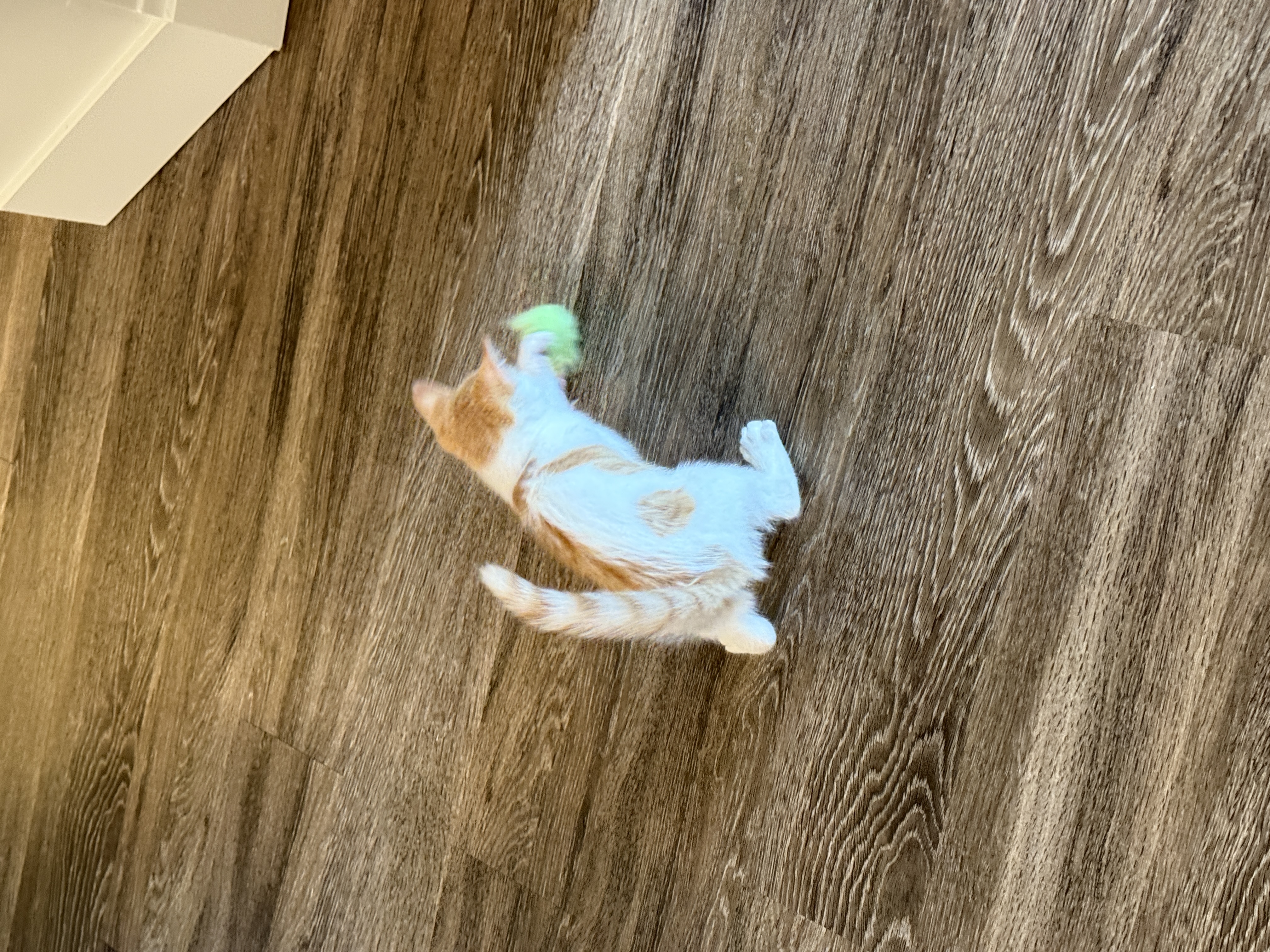 Picture of the Animal Listed