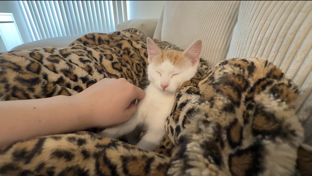 Picture of the Animal Listed