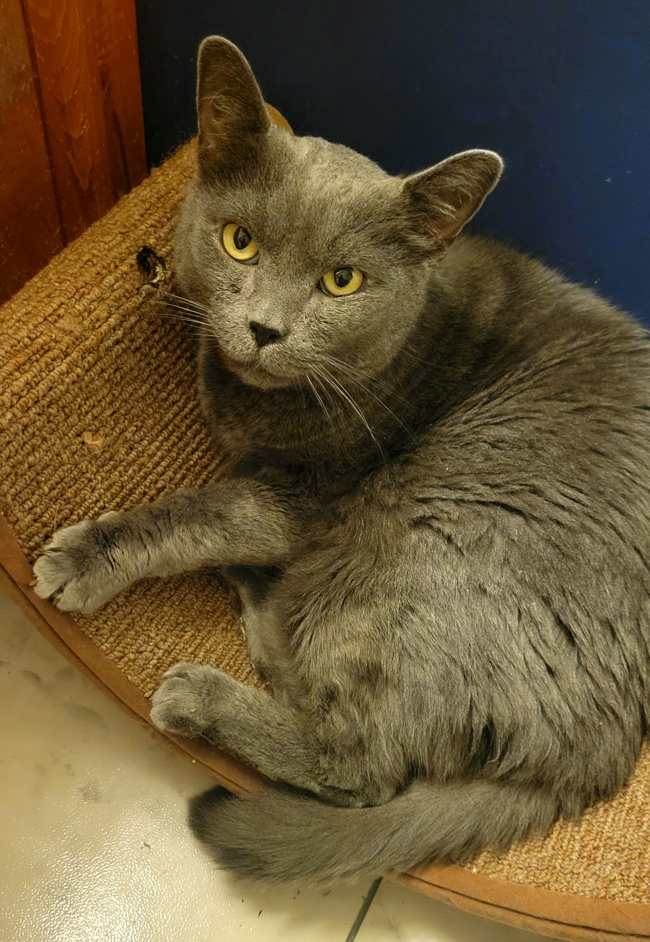Picture of the Animal Listed