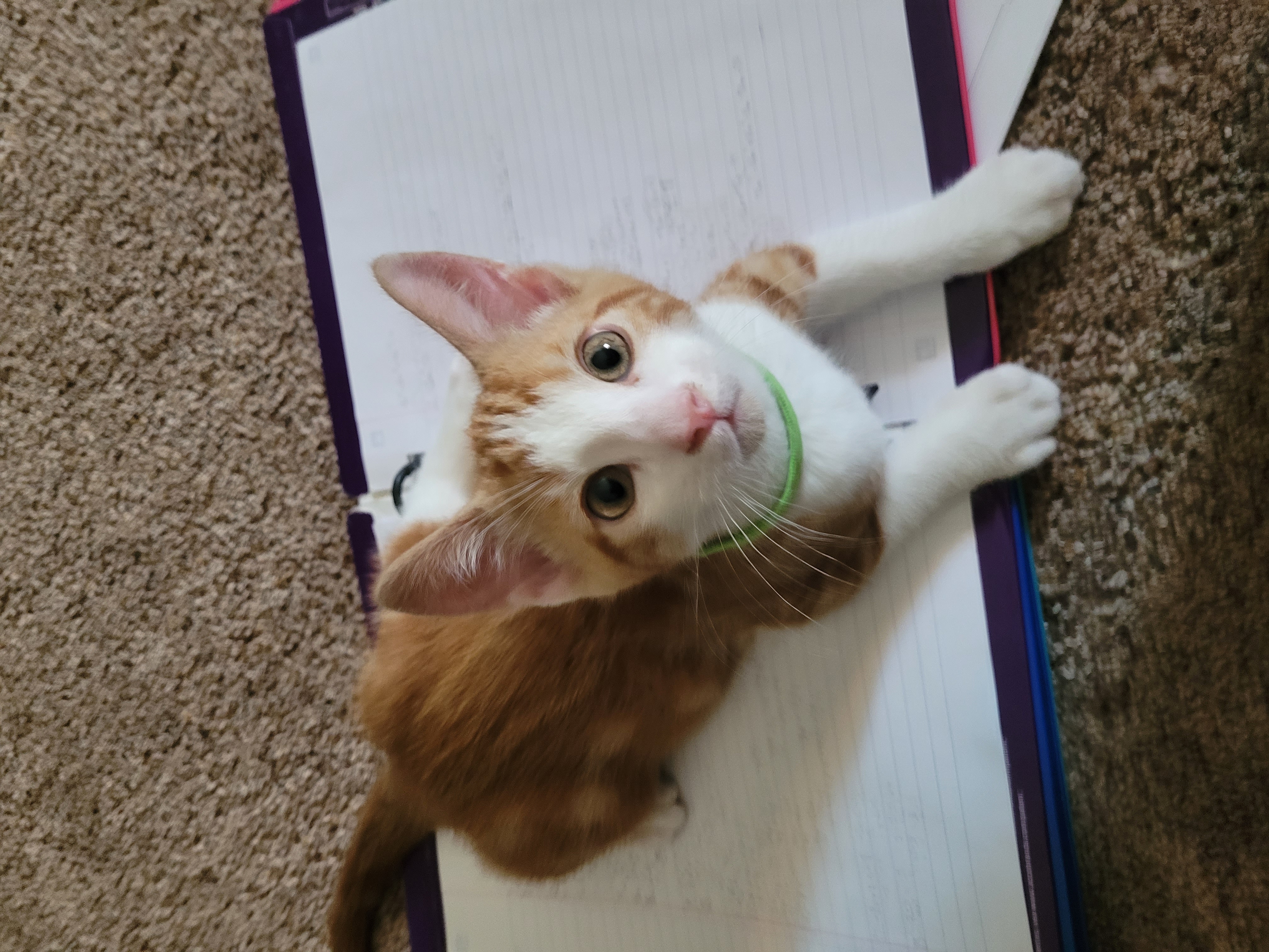 Picture of the Animal Listed