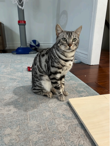 Picture of the Animal Listed