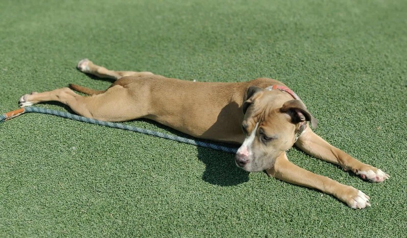 Picture of the Animal Listed