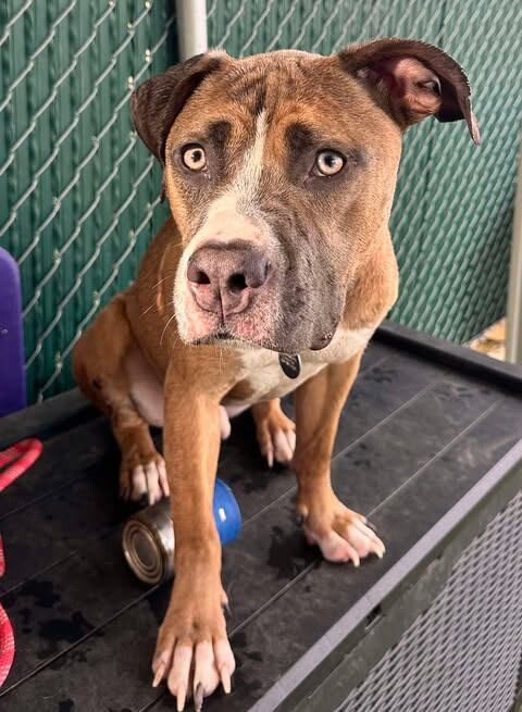 Picture of the Animal Listed