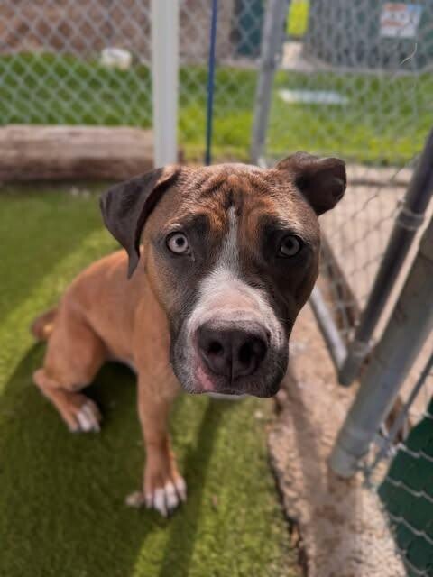 Picture of the Animal Listed