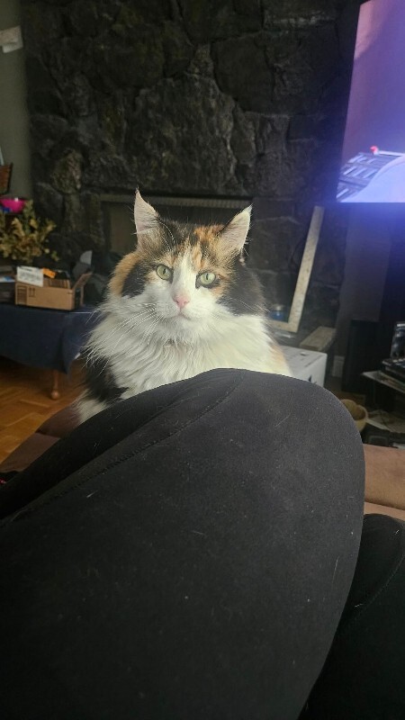 Picture of the Animal Listed