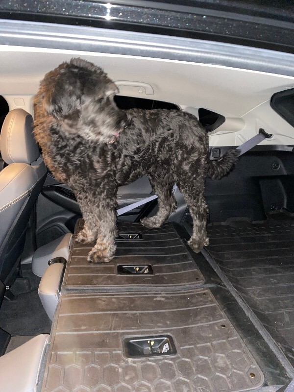 Picture of the Animal Listed
