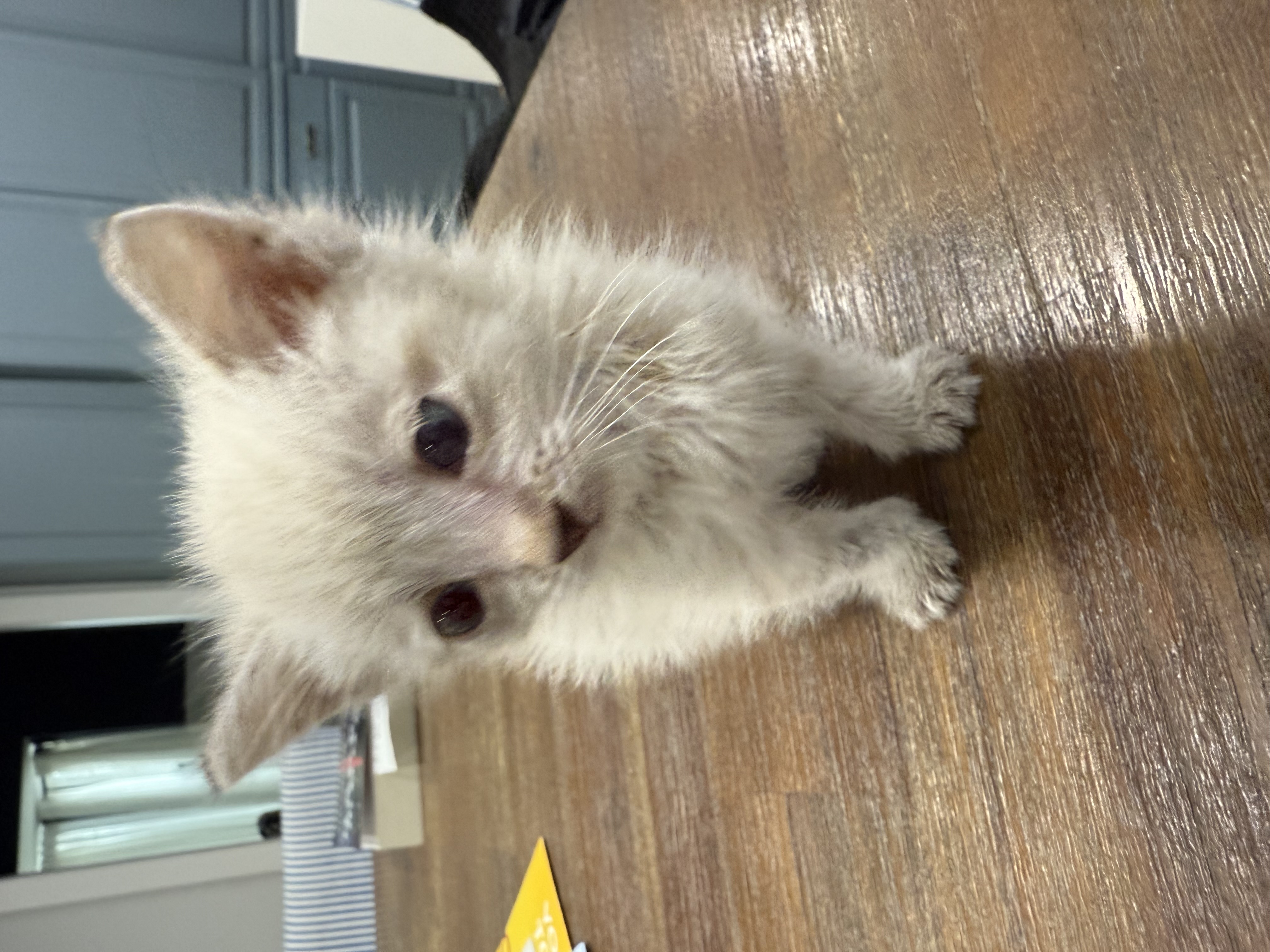 Picture of the Animal Listed