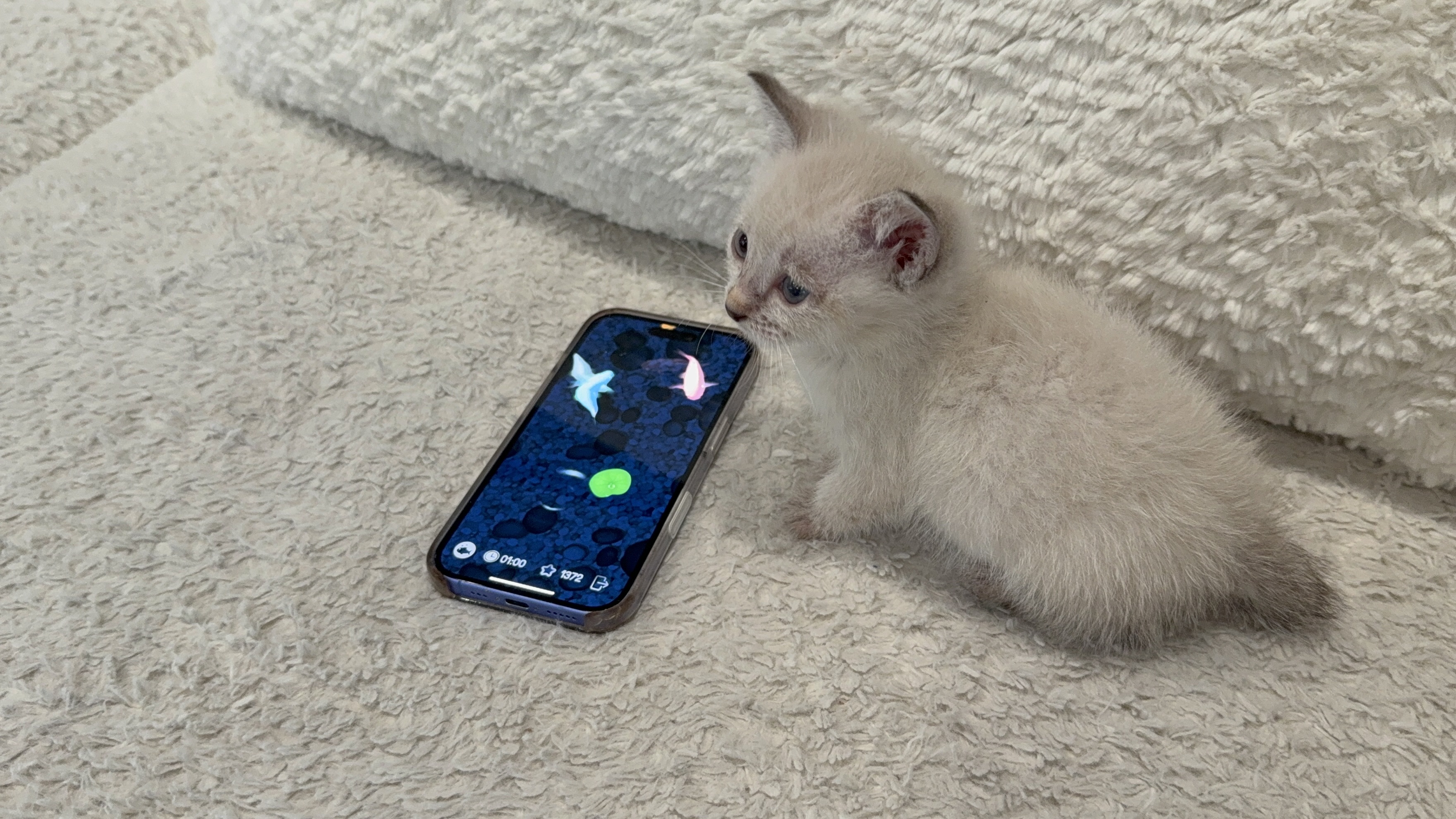 Picture of the Animal Listed