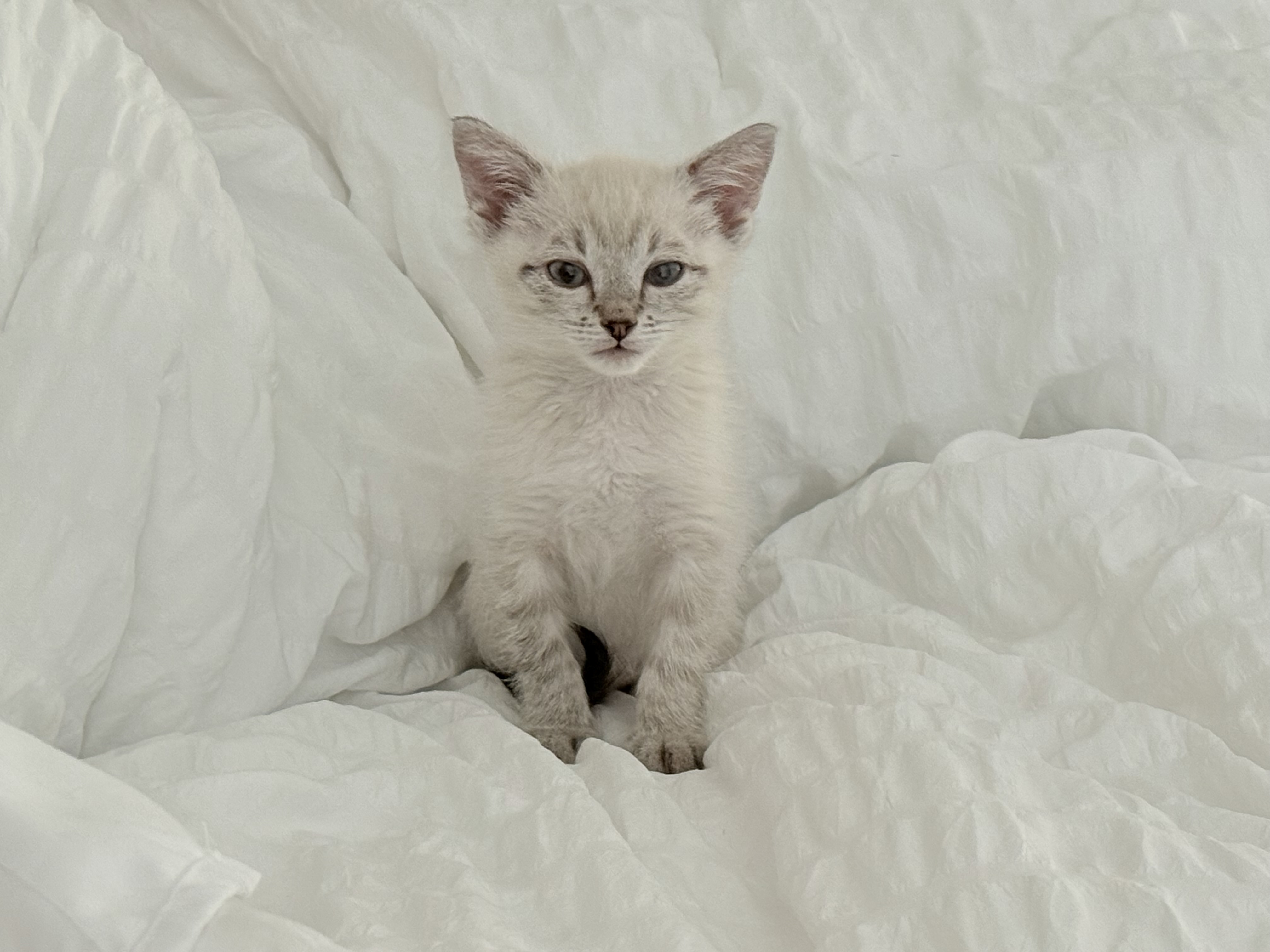 Picture of the Animal Listed