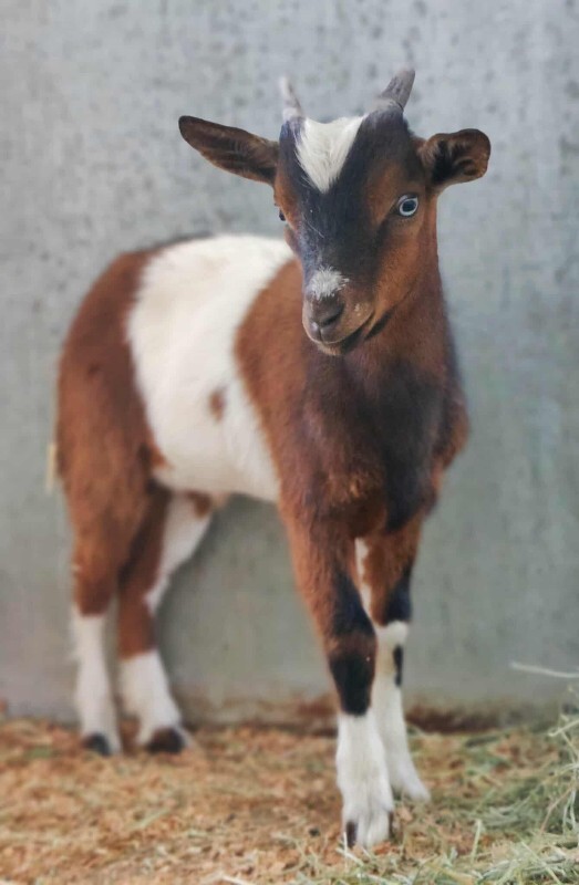 Picture of the Animal Listed