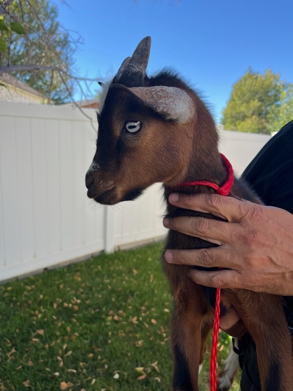 Picture of the Animal Listed