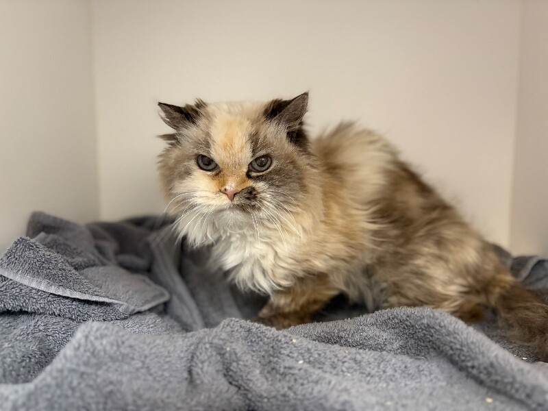Picture of the Animal Listed