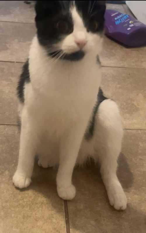 Picture of the Animal Listed