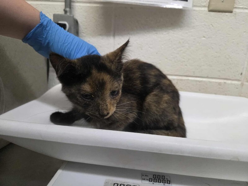 Picture of the Animal Listed
